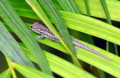 Lygodactylus angularis