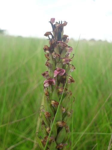 Disa aequiloba