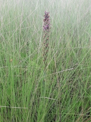 Disa aequiloba