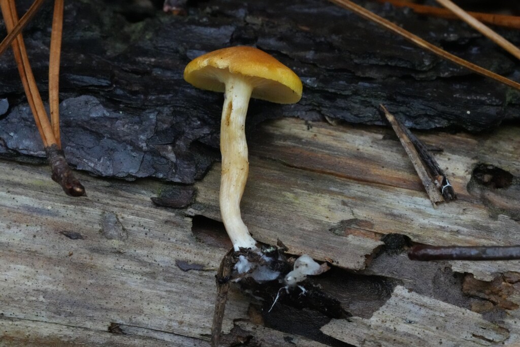 Gymnopilus hybridus