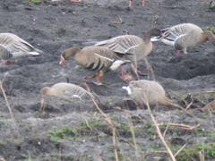 Anser albifrons albifrons