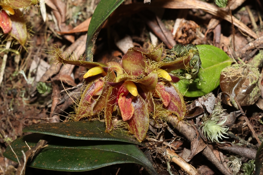 Acrochaene
