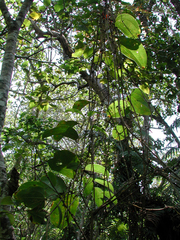 Smilax anceps