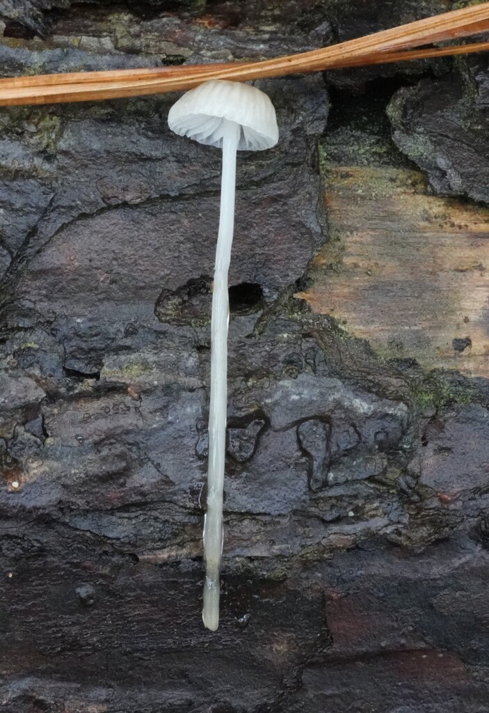 Mycena clavicularis · December 2025 · photo: © brandonjjohnson (iNaturalist, cc-by)