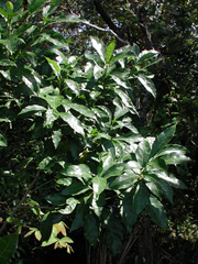 Tarenna pavettoides