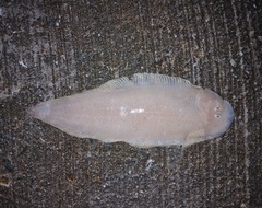 Broadhurst's Tongue Sole photo 2