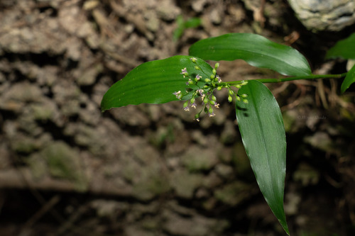 Isachne repens iNat (2)