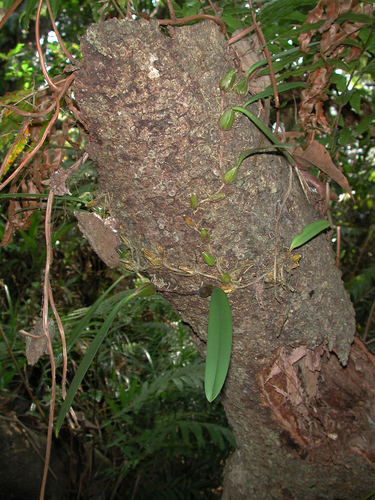 Bulbophyllum longiflorum, photograph 2