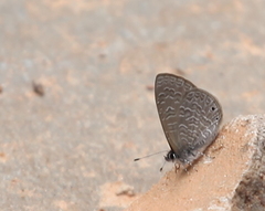 Pseudonacaduba sichela sichela