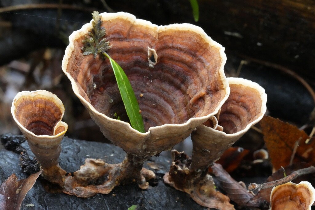 Podoscypha petalodes · December 2025 · photo: © brandonjjohnson (iNaturalist, cc-by)
