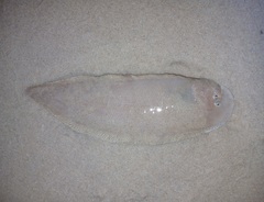 Broadhurst's Tongue Sole photo 3