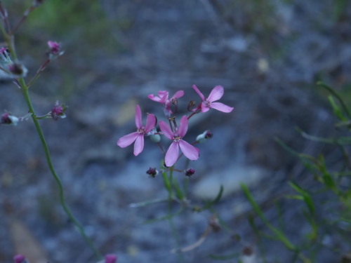 Stylidium brunonianum (Stylidium brunonianum)
