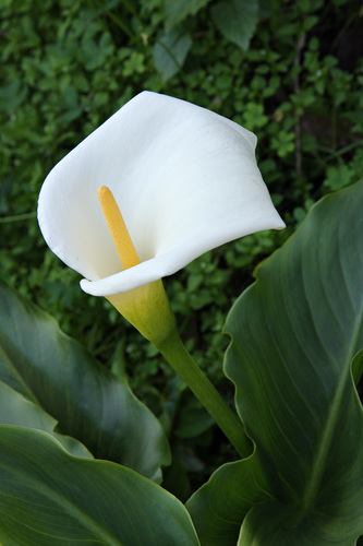 Zantedeschia aethiopica image