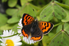 Lycaena phlaeas phlaeoides