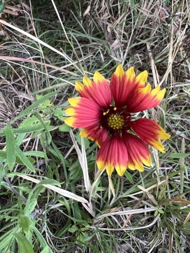 Gaillardia
