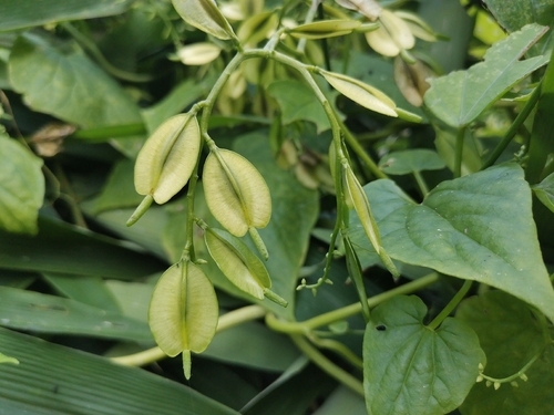 Cardiopteris quinqueloba (Cardiopteris quinqueloba)