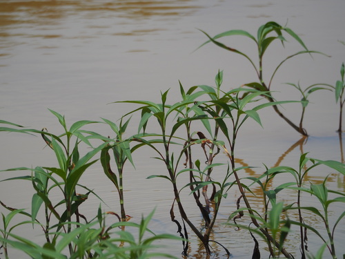 Persicaria barbata, photograph 3