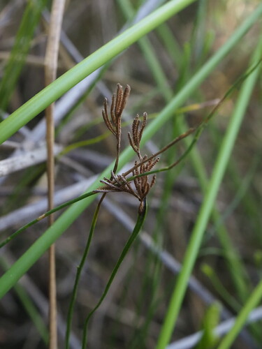 Schizaea bifida (Schizaea bifida)