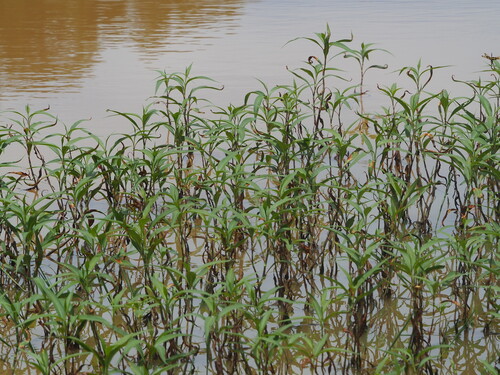 Persicaria barbata, photograph 2