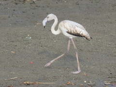 Phoenicopterus roseus