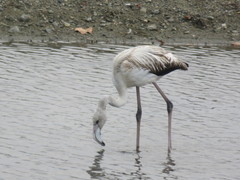Phoenicopterus roseus