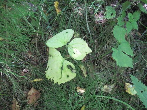 Siberian Violet (Viola uniflora)