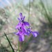 Lobelia caerulea - Photo (c) Christoph Moning, algunos derechos reservados (CC BY), subido por Christoph Moning