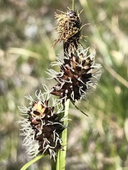 Carex membranacea