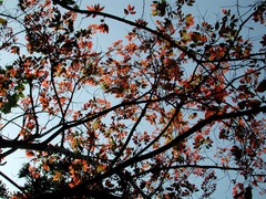 Bridelia micrantha