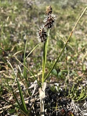 Carex membranacea