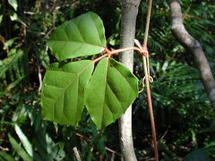 Rhoicissus rhomboidea