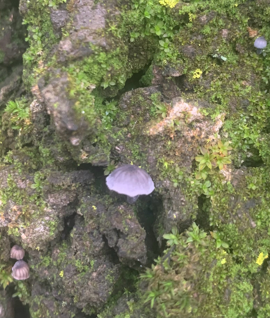 Mycena pseudocorticola