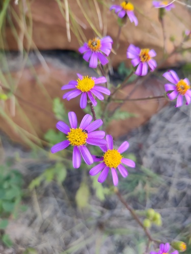 Sandveld Ragwort (Senecio arenarius)