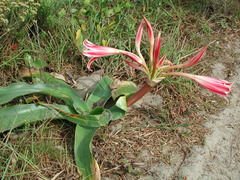 Crinum stuhlmannii delagoense