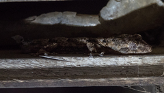 Blaesodactylus sakalava