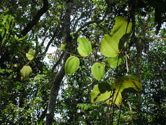 Smilax anceps