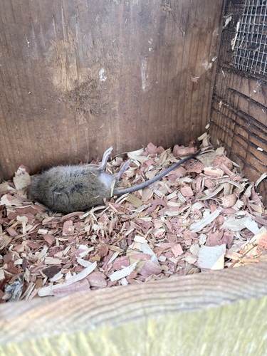 Marsh Rice Rat