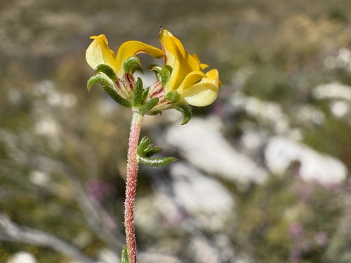 Limestone Capegorse (Aspalathus crassisepala)