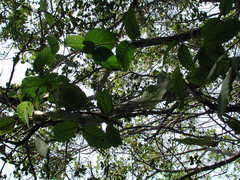 Smilax anceps