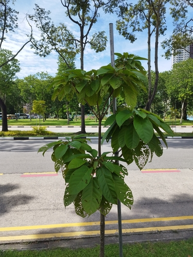 Sterculia oblongata observed 2025-11-23