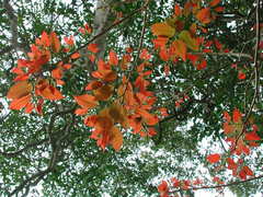 Bridelia micrantha