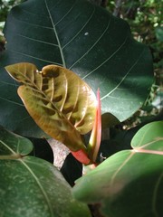 Ficus trichopoda