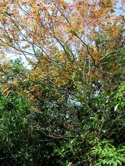 Bridelia micrantha
