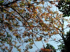 Bridelia micrantha