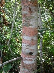 Ficus trichopoda