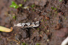 Caryocolum marmorea