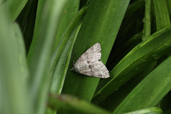 Ascotis fortunata