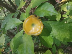 Leuenbergeria bleo