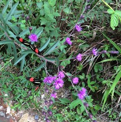 Heliconius erato phyllis