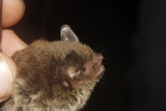 Myotis velifer